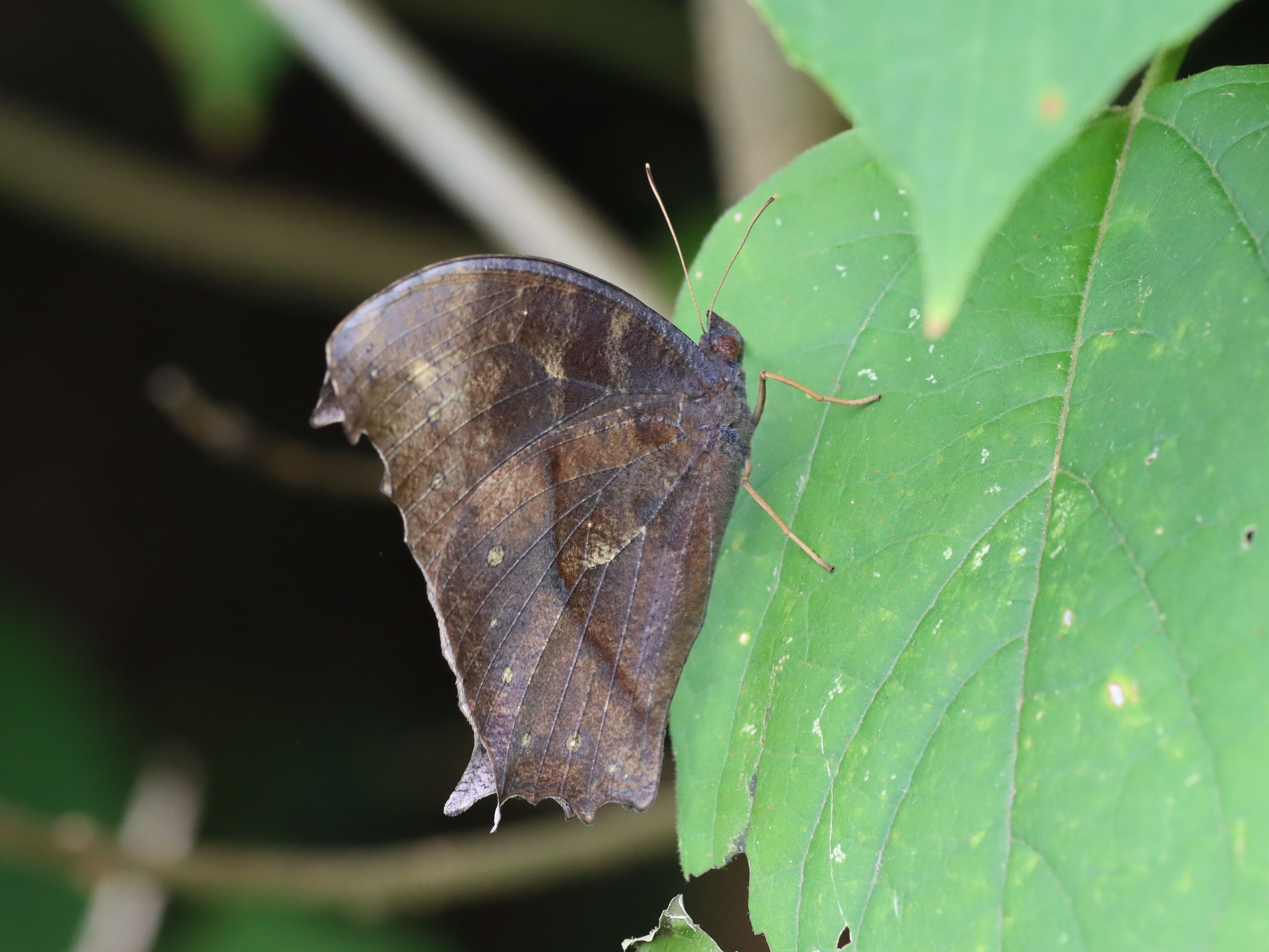 クロコノマチョウ